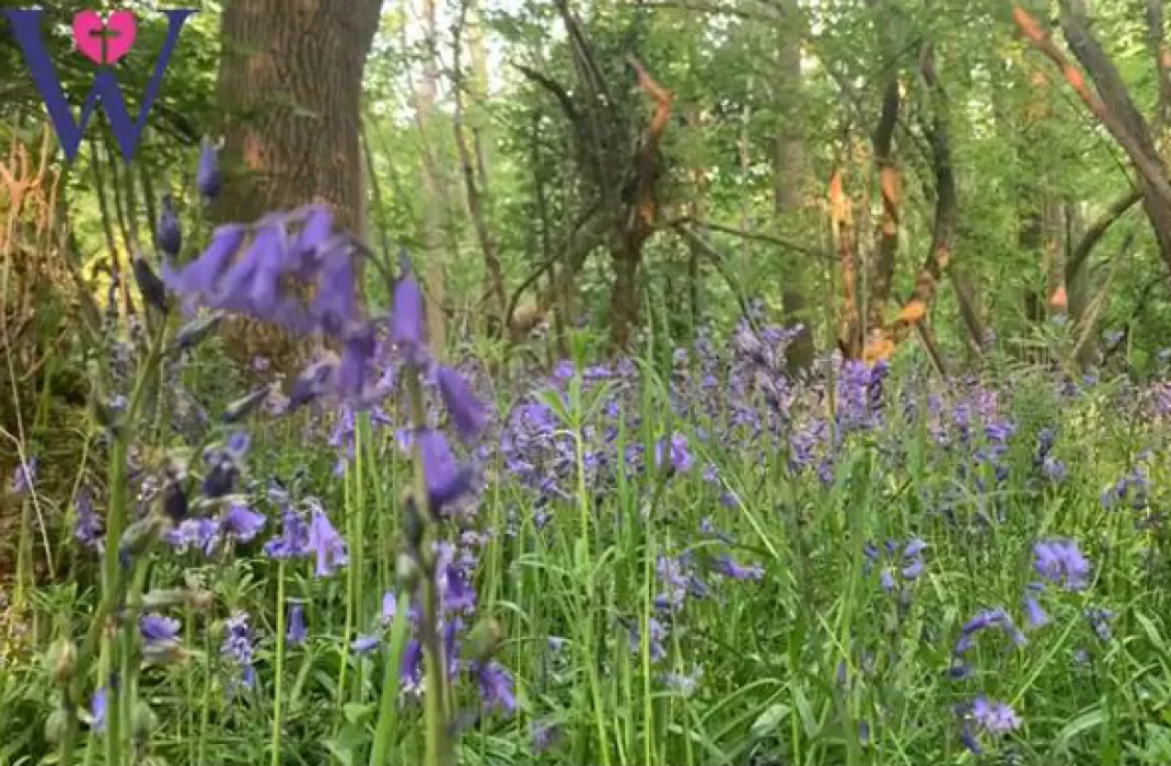 Woldingham cultivates its own gardening show